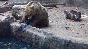 Varjút mentett a budapesti állatkert medvéje