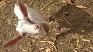 10 meglepő tény a gyugyi kecskefarmról