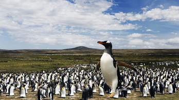 Kétméteres volt az antarktiszi óriáspingvin