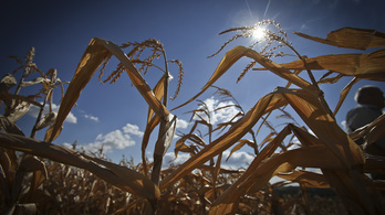 Egymillió tonna kukoricát tehetett tönkre a hőség