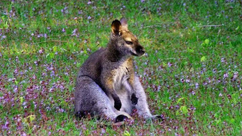 Megkerült az elveszett csallóközi kenguru