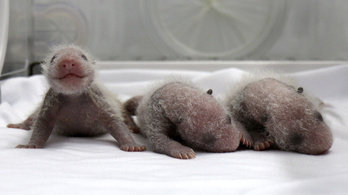 Panda-hármasikrek születtek