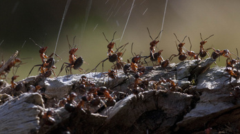 A hangyák tudják, hogy kéne hűteni a Földet