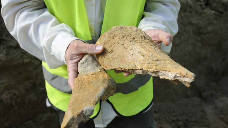 Százezer éves jégbölényt találtak Szegeden