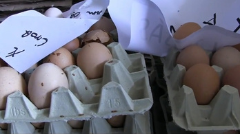 380 ezer tojásra csapott le a Nébih, elhárult a nyűveszedelem