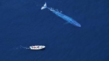 Testtömegével megegyező vízmennyiséget szippant fel a bálna