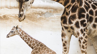 Napi cuki: zsiráfbébi született a Nyíregyházi Állatparkban