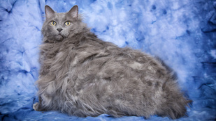 Elpusztult a világ legkövérebb macskája