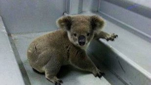 Ausztráliában letartóztattak egy koalát
