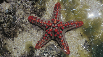 Vírus olvasztja szét a tengeri csillagokat