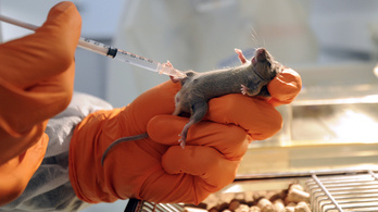 Miért csak az egerekben gyógyítható a rák?