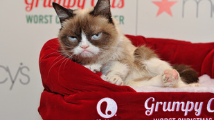 Grumpy Cat nagyon utálta a sajtóeseményét