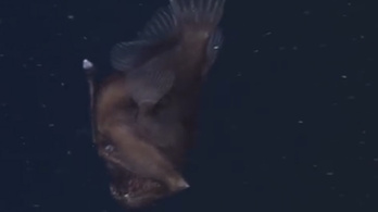 Először videózták le a mélytengeri szörnyet