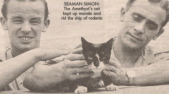 Egy macskát is kitüntetett a brit haditengerészet