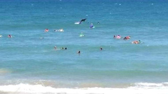 Az anyukák szörfversenyére egy cápa is benevezett