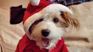 Napi cuki: karácsonyra készülő kutyák