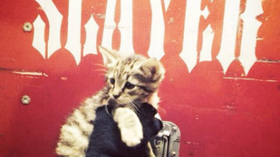 A Slayer megmentett egy kiscicát