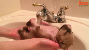 Vigyázat, übercukiság! Elaludt a csap alatt fürdetés közben a kutyakölyök