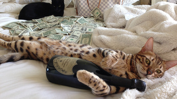 Ezek itt tényleg nagyon gazdag macskák