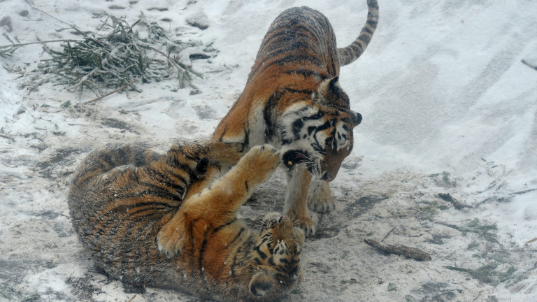 A tigrisek szépen eljátszanak a kidobott karácsonyfával