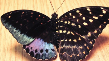 Látott már balról hím, jobbról nőstény pillangót?