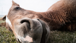 Ez a fetrengve fingó ló két év után hódította meg az internetet