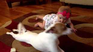 Cukiság: a kutya kúszni tanítja a babát