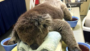 Visszatérhetett a természetbe Jeremy, a koala