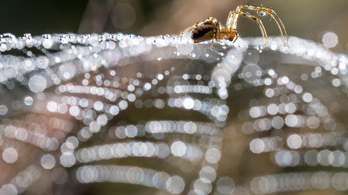 Nanotechnológiával vadászik egy brit pók
