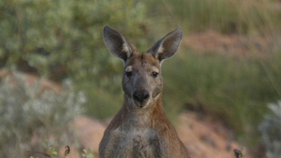 Kitiltották a kengurukölyköt egy gyorsétteremből