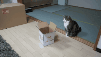Miért imádják a macskák a dobozokat?
