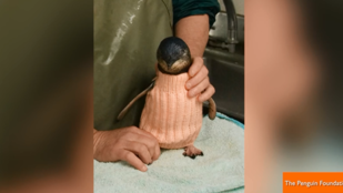 Pingvineknek kötöget pulóvereket Ausztrália legidősebb embere