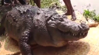 Túlette magát a százéves krokodil
