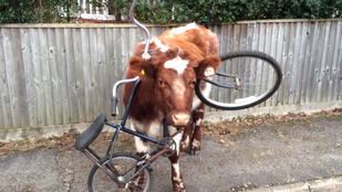 Elég furcsa módon akart biciklizni ez a tehén