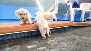 Cukiság: életében először úszik egy csapat kutyakölyök