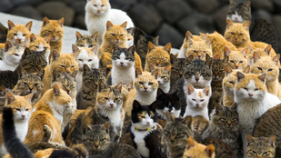 Nyugalom, megmenekültek a japán macskasziget cicái!