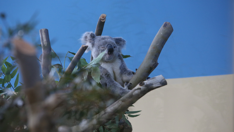 Sértődötten nézték Tarlóst az új koalák