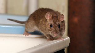 Panelhorror: patkány integetett ki a vécéből