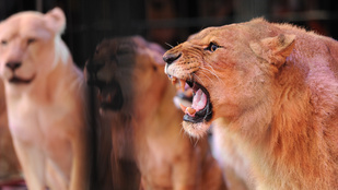 Előkerült egy fotó, ami pillanatokkal azelőtt készült, hogy az oroszlán megölte volna a turistát