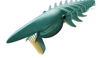 480 millió éves tengeri őslényt találtak