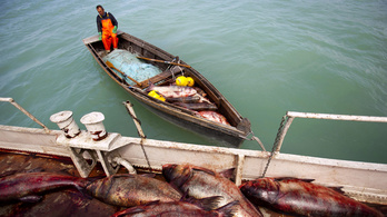 Hatalmas hiba a balatoni halászat leállítása