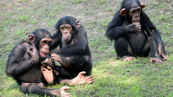 Lándzsával ölnek a szenegáli csimpánzok