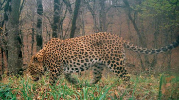 Többen látni vélték a budai leopárdot április elsején