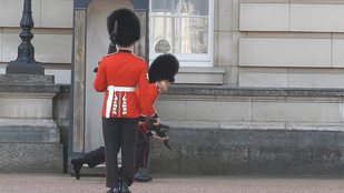 Annyira jó: elesett a Buckingham-palota őre!