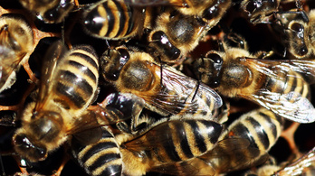 Nikotinfüggővé válnak a méhek