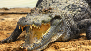Krokodilok lesznek a börtönőrök Indonéziában