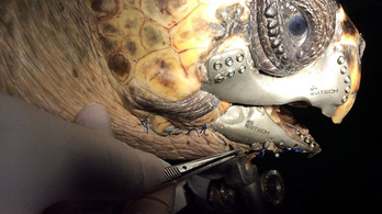 Terminátor-állkapoccsal mentettek meg egy beteg teknőst