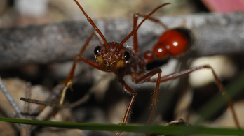 A hangyák megmentik a sérült társaikat
