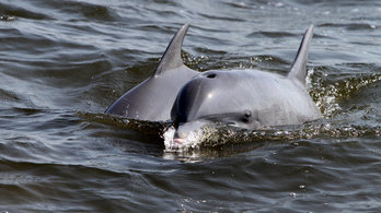 Olajkatasztrófa miatt pusztulnak a delfinek