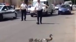 Az olasz rendőrök segítenek a kacsáknak átkelni az úton